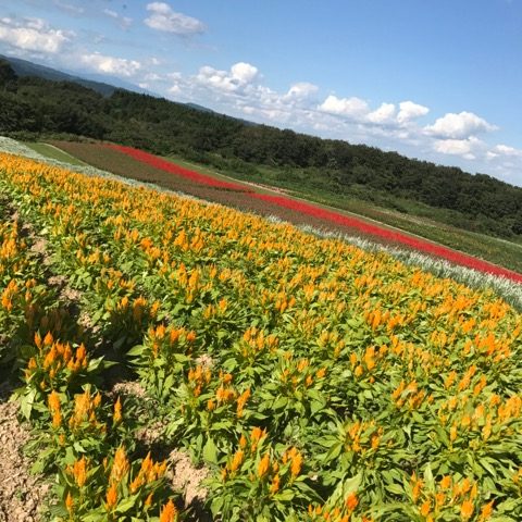 ヘアドネーション 仙台市